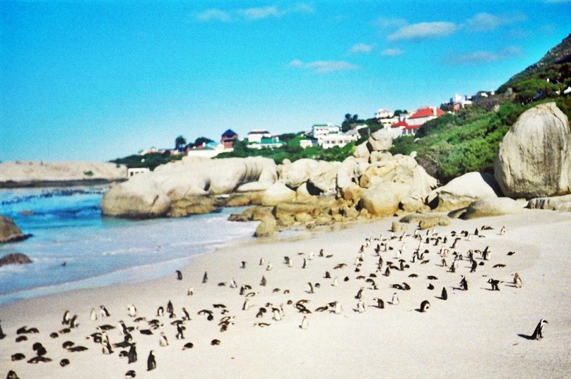 Boulders Beach (Provincia de Western Cape, Sudáfrica)