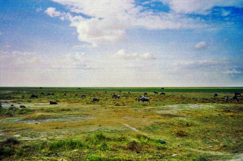 Amboseli_05