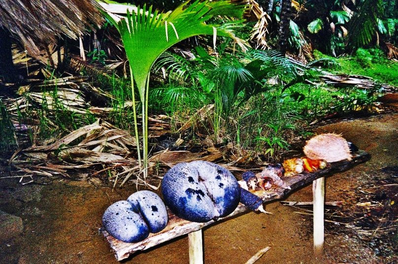 Vallée de Mai (Seychelles)