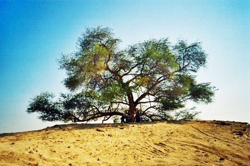 <em>Árbol de la vida</em> (Gobernación del Sur, Bahréin)