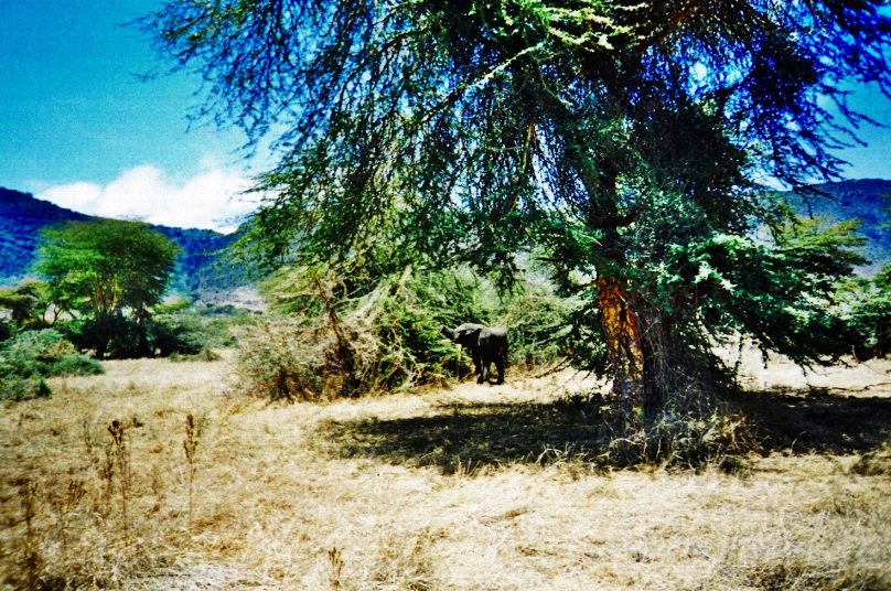 Cráter de Ngorongoro (Región de Arusha, Tanzania)