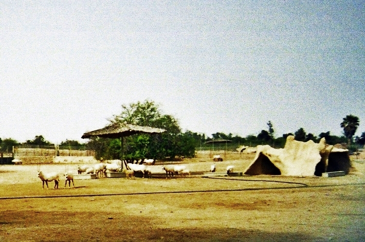 Al-Maha (Municipio de Ar Rayyan, Qatar)