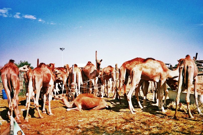 Mercado de camellos (al-Ain, Emiratos Árabes Unidos)