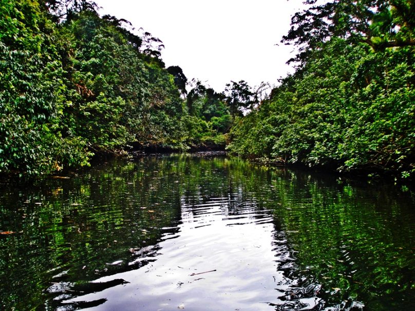 Río Daintree (Estado de Queensland, Australia)