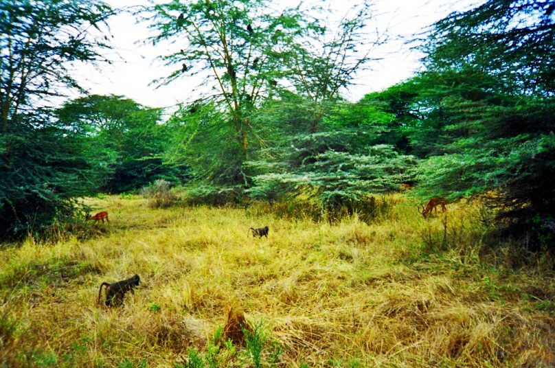 Lago Manyara (Tanzania)