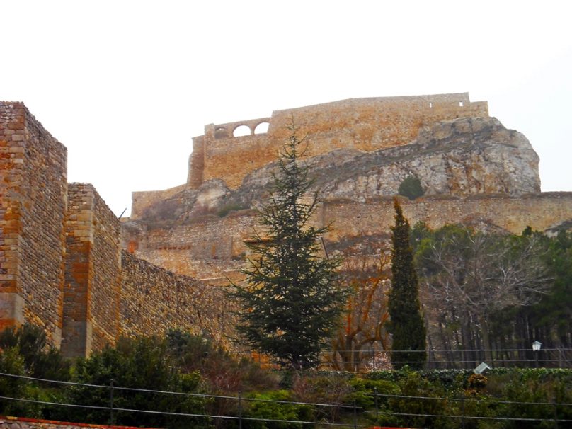 Morella_15