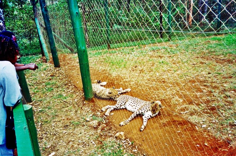 Orfanato Animal (Condado de Nairobi, Kenia)