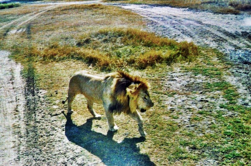 Leones en Serengeti (Región de Simiyu, Tanzania)