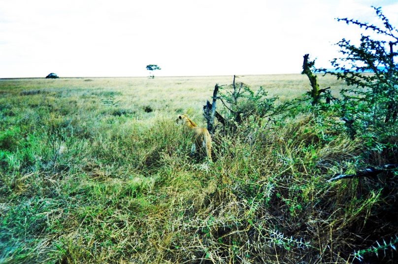 Serengeti_23