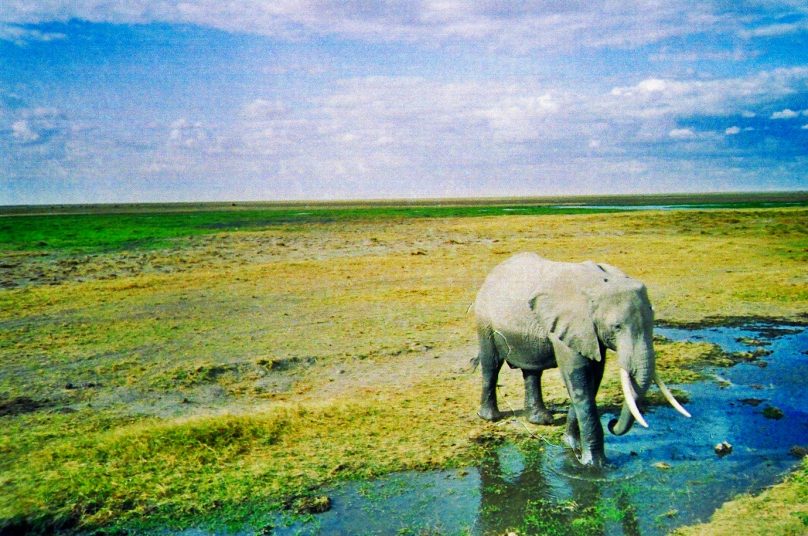 Amboseli_10