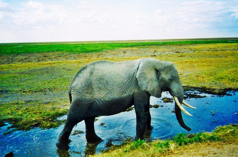 Elefantes en Amboseli (Condado de Kajiado, Kenia)