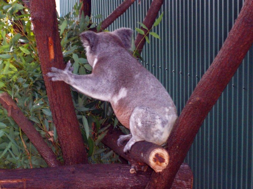 Koalas en Kuranda (Estado de Queensland, Australia)