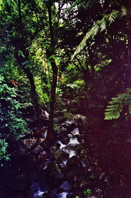 ElYunque_02