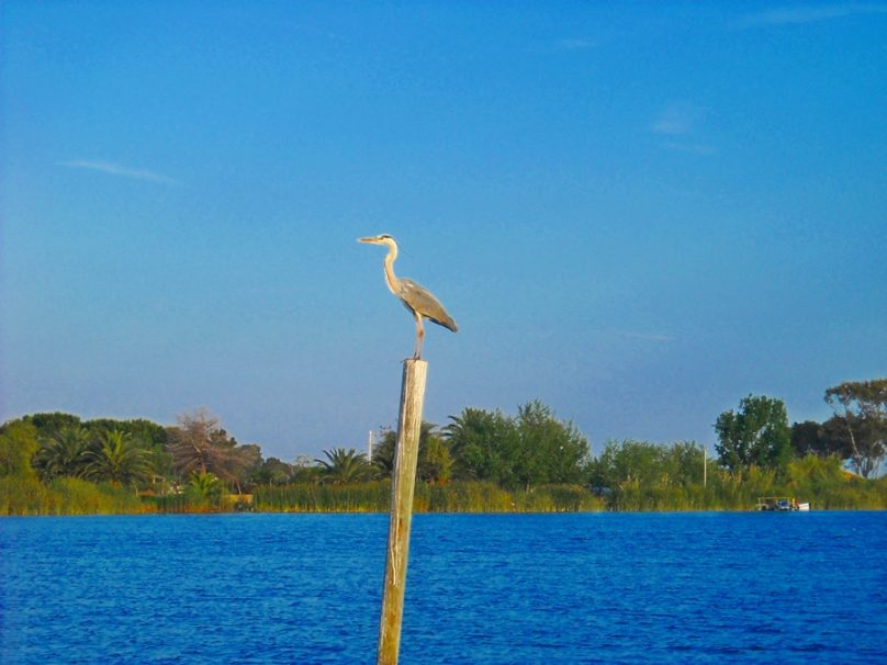 LaAlbufera_15