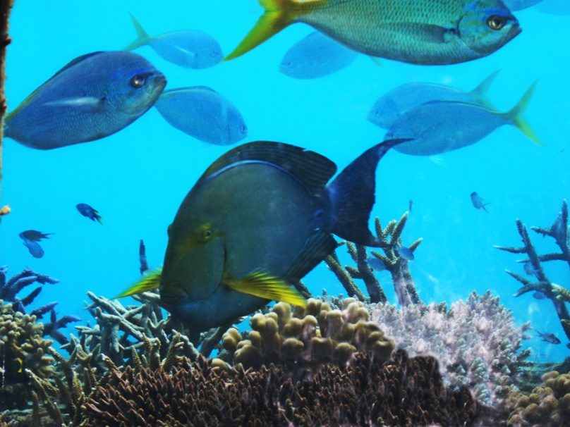 Gran Barrera de Coral (Estado de Queensland, Australia)