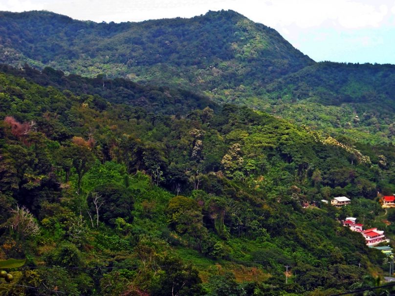 Main Ridge Forest Reserve (Región autónoma de Tobago, Trinidad y Tobago)