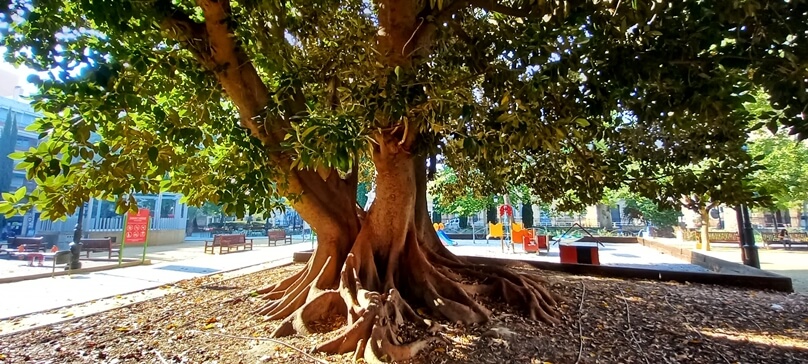 JardindeFloridablancaMurcia_19