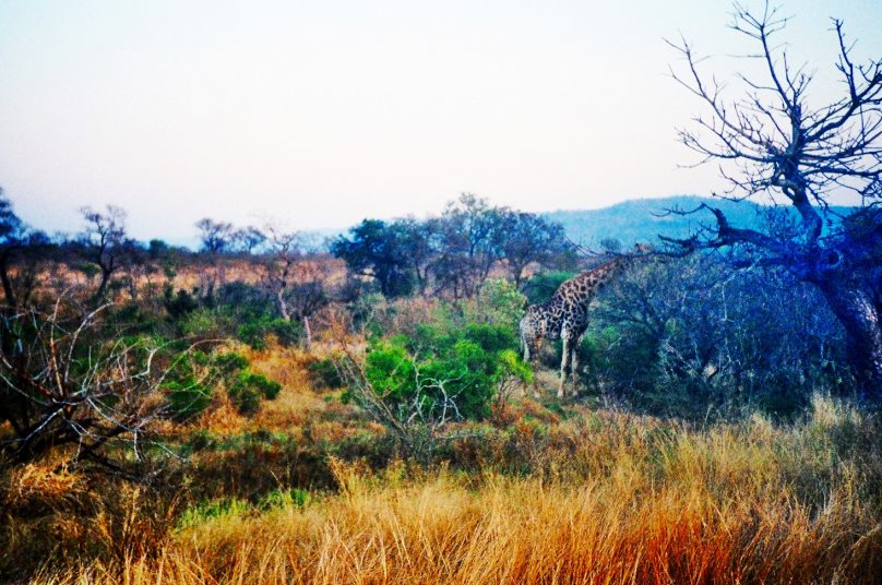 Kruger (Provincia de Mpumalanga, Sudáfrica)