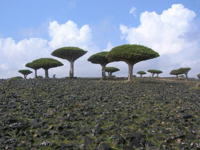 Socotra (por Jorge Sánchez)