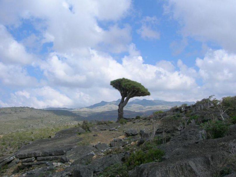 SocotraJorge_02