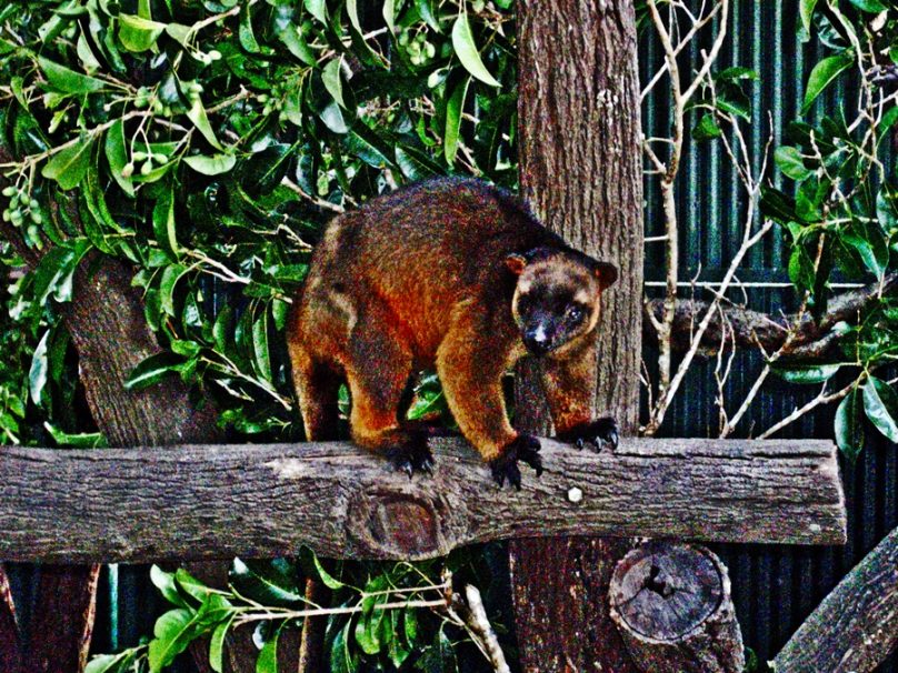 Australia_36