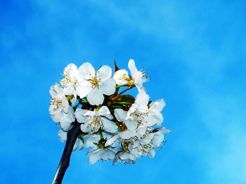 Fiesta del Cerezo en Flor (Extremadura)