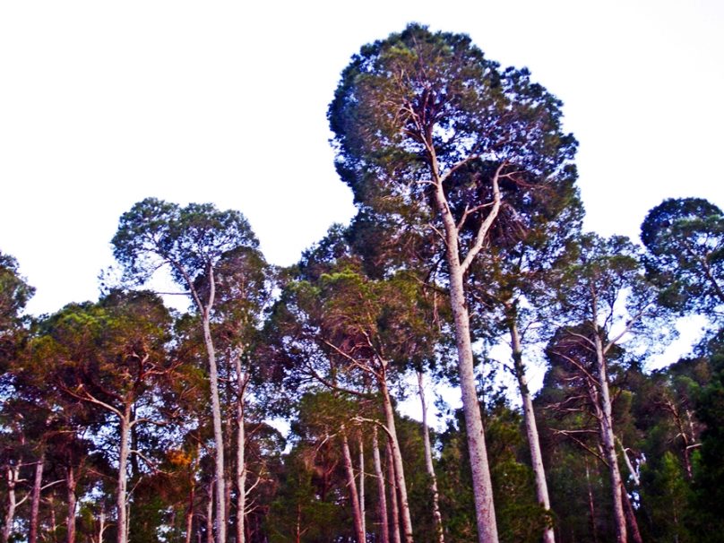 Sierra Espuña (Región de Murcia)