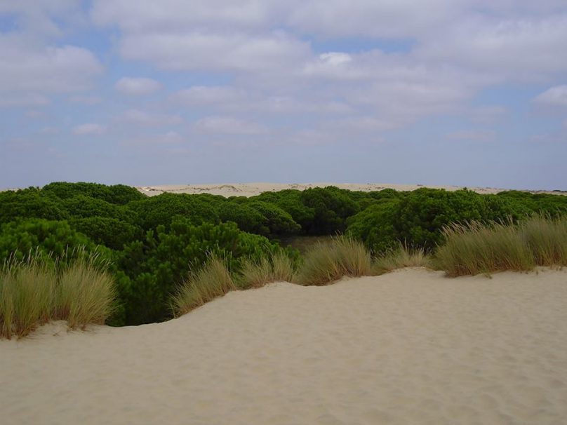 Doñana (por Jorge Sánchez)