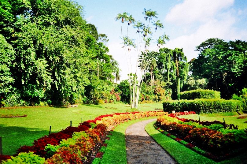 Peradeniya Garden (Distrito de Kandy, Sri Lanka)