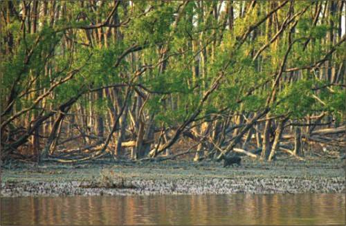 SundarbansJorge_02