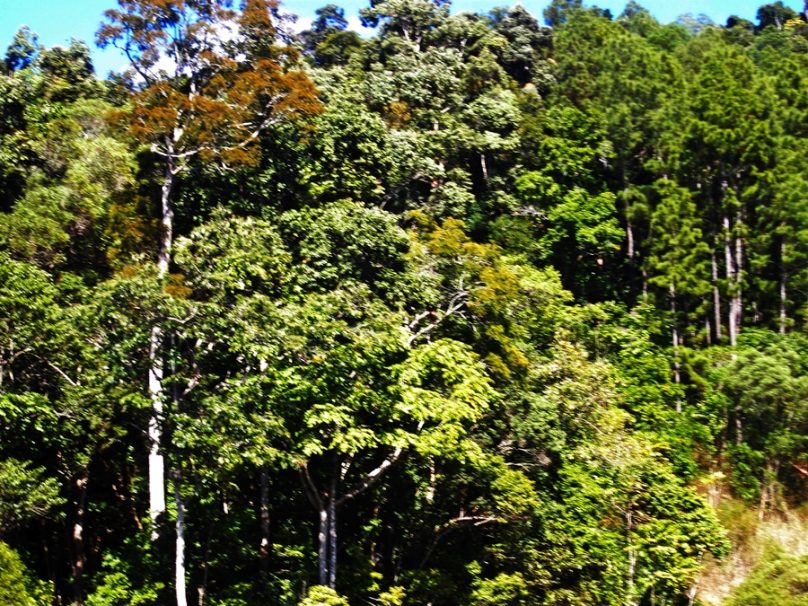 En el corazón del bosque