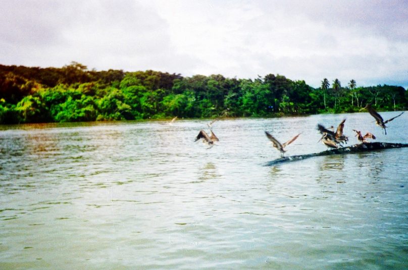 Isla Tortuguero (Provincia de Limón, Costa Rica)