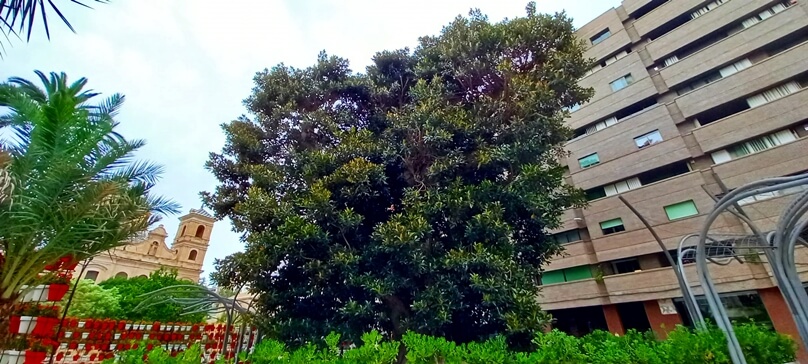 Ficus de Santo Domingo (Murcia, Región de Murcia)