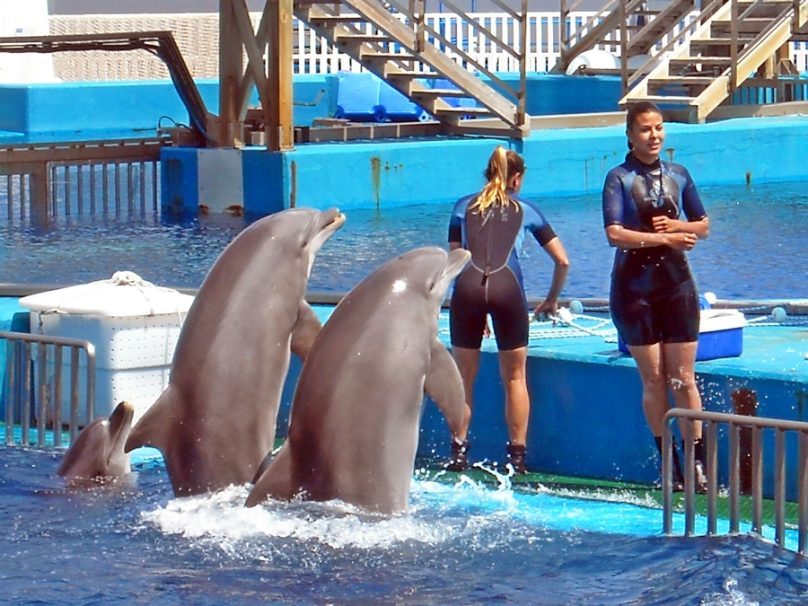 Oceanogràfic (Valencia, Comunidad Valenciana)