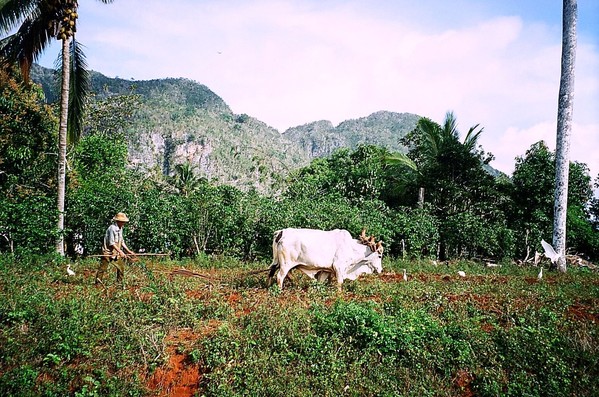 Valle de Viñales (por Jorge Sánchez)