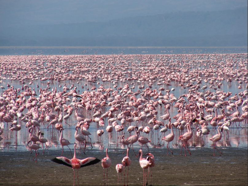 Lago Nakuru (por Jorge Sánchez)