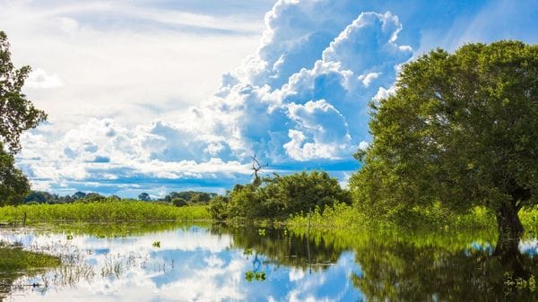 Pantanal (por Jorge Sánchez)