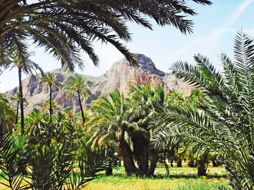 Palmeral de Orihuela (Orihuela, Comunidad Valenciana)