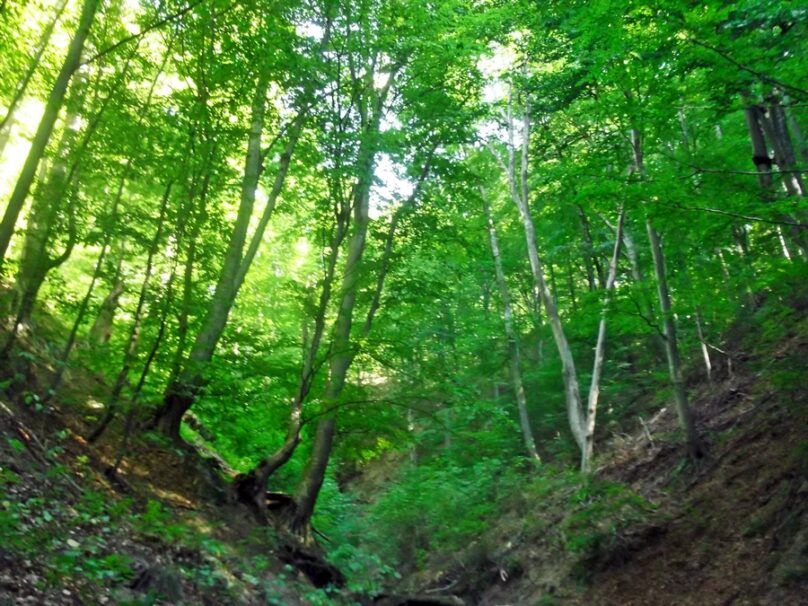 Bosques de Cozia (Distrito de Vâlcea, Rumanía)