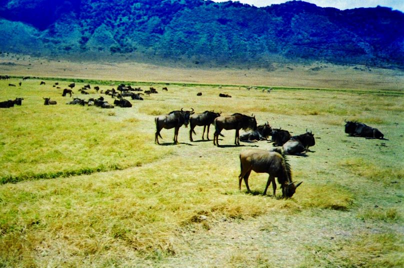 Ngorongoro_15