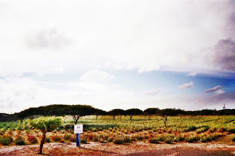 Aruba (Aruba)