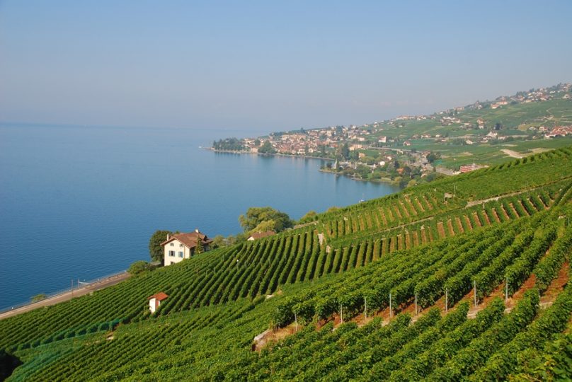 Viñedos de Lavaux (Cantón de Vaud, Suiza)