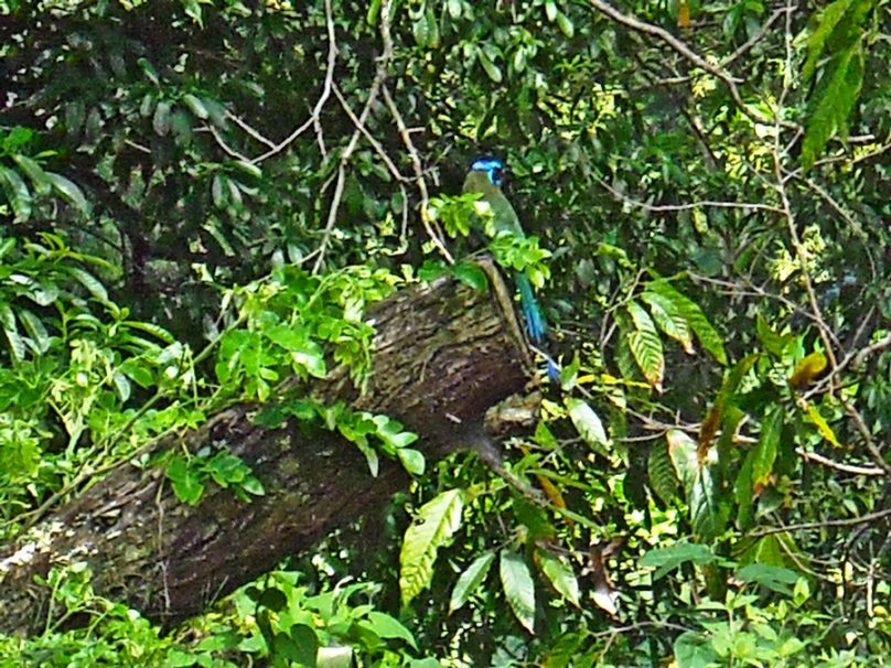 Tobago_34