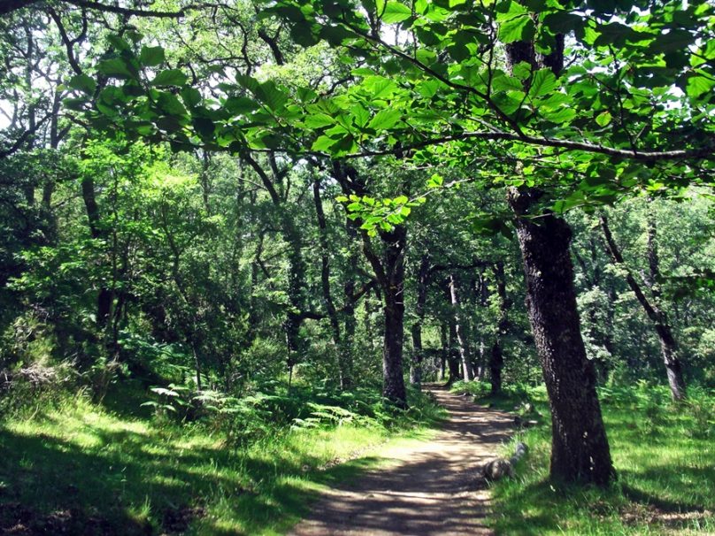 12 bosques que te hechizarán sin remedio