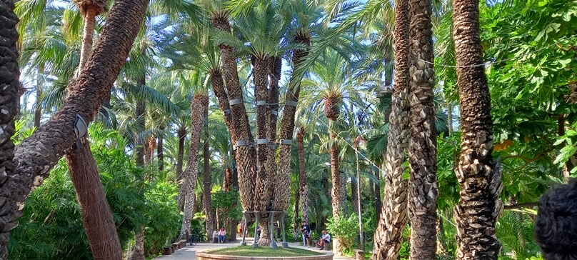 Palmera Imperial (Elche, Comunidad Valenciana)