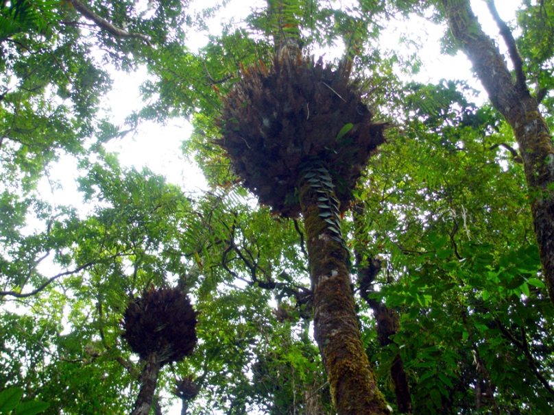 Bosque lluvioso de Queensland (Estado de Queensland, Australia)