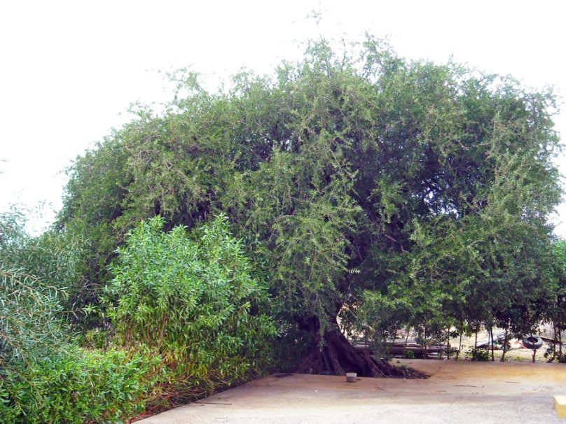 Cultura del argán (Marruecos)