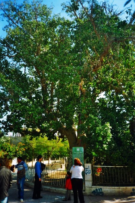 Sicomoro de Zaqueo (Jericó, Palestina)