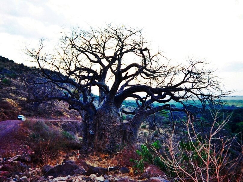 Baobab de Manyara (Región de Arusha, Tanzania)