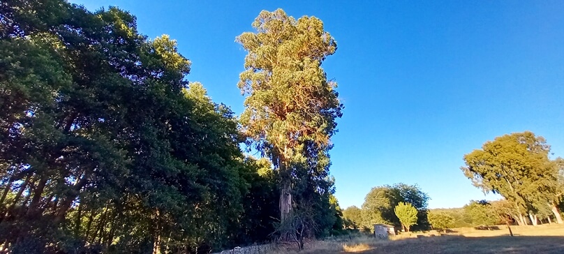 Eucaliptus de La Huerta (Municipio de Valencia de Alcántara, Extremadura)
